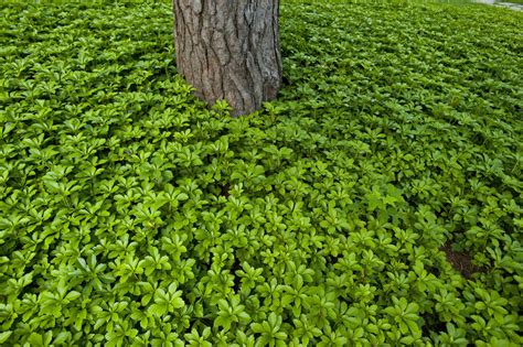 12 Ground Cover Plants For Shade