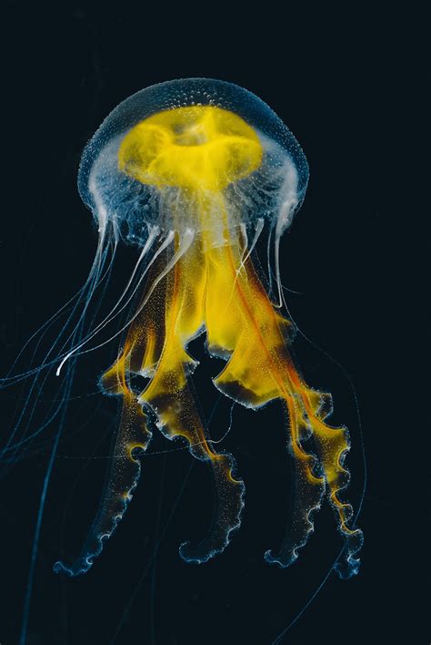 Sea Nettles And Medusa A World Atlas Of Jellyfish In Pictures
