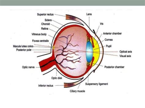 Visual Acuity Lens And Fundus Oculi