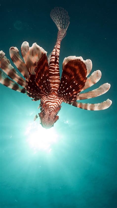 Red Lionfish Underwater Photo Backiee
