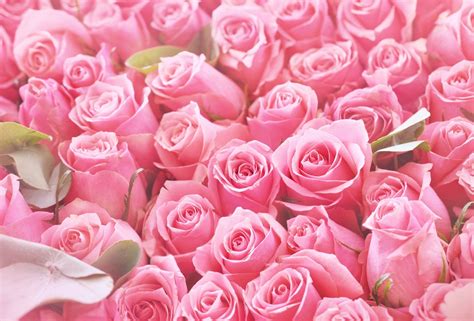 Valentines Day Roses How To Pick The Right Ones For Your Partner