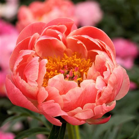 Coral Orange Peony Bulbs For Sale Coral Charm Fragrant Easy To