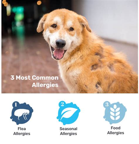 How Common Are Allergies In Dogs