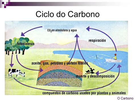 Se O Carbono Fosse Dividido Em Doze Fatias Iguais Askschool