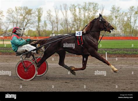 Standardbred Is An American Horse Breed Trotter Making A Lap Of Honour