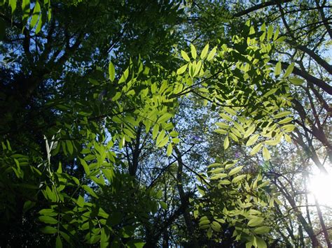 Free Images Tree Nature Forest Branch Sky Sun Sunlight Leaf