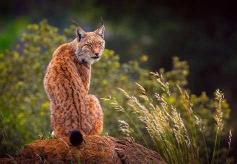 Lynx Predator Hd Animals 4k Wallpapers Images Backgrounds Photos