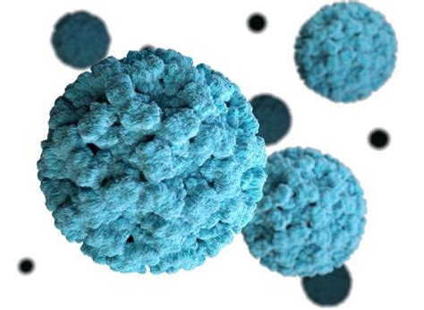 Norovirus is a very contagious virus that causes acute vomiting and diarrhea. How do noroviruses multiply? | eLife Science Digests | eLife