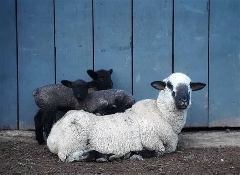 15 Best Sheep Breeds For Meat Pethelpful By Fellow