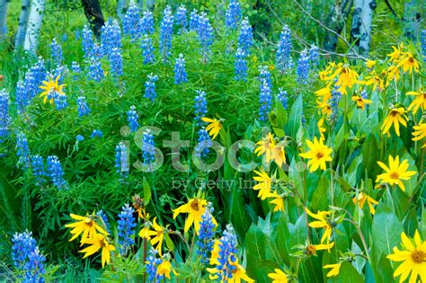 Beautiful Blue Lupine And Yellow Sunflowers Stock Photos