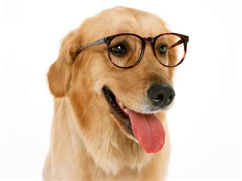 Wearing Glasses Dog Wallpapers And Images Wallpapers