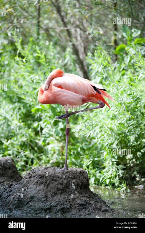Pink Flamingo Standing On One Leg Stock Photo Alamy
