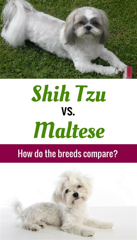 Shih Tzu Vs Maltese Vs Havanese Complete Breed Comparison Artofit