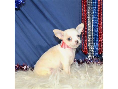 Chihuahua Dog Female Cream 2115921 My Next Puppy