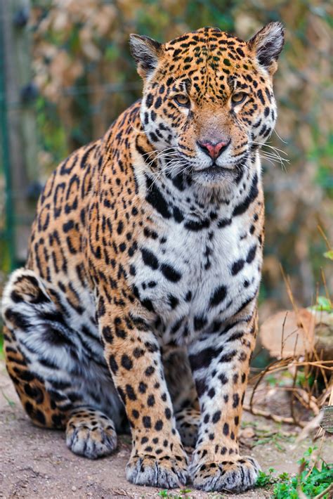 Sitting And Posing Mother Jaguar Ninja The Female Mother Flickr