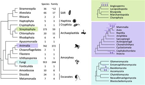 The Distribution Of Crtg Genes Across Eukaryotes Phylogenetic Tree Of
