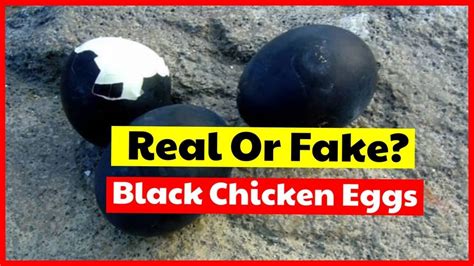 black chicken eggs is it real or fake find the facts here hobi ternak