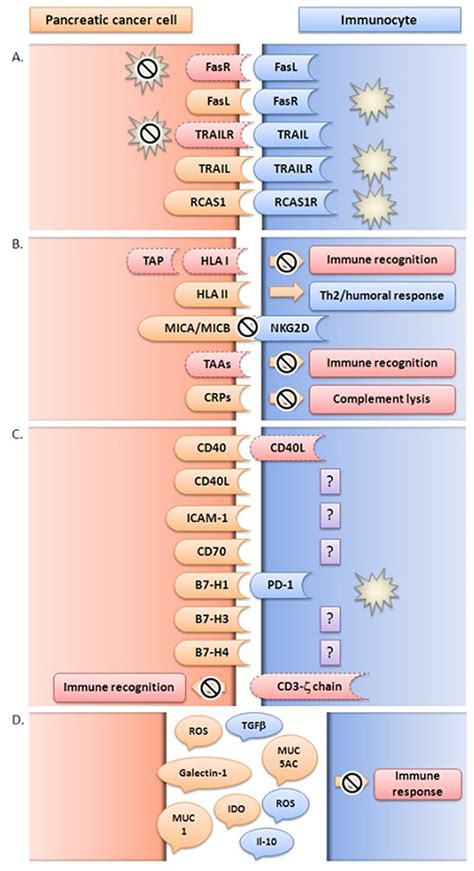 Mechanisms Of Tumor Escape In Pdac Development And Survival Download