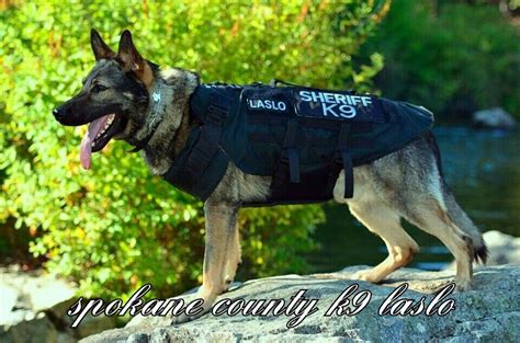 We did not find results for: Pin by Davey Walker on Police dogs/german shepherds ...