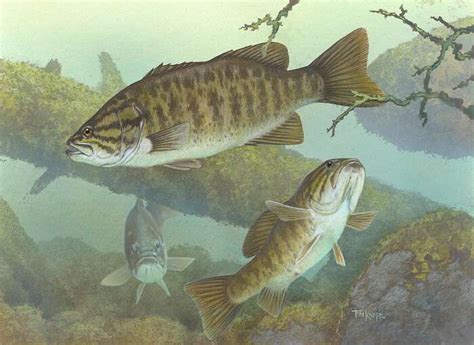 Bass Species Explained Black Vs Temperate Peacock Smallies And More