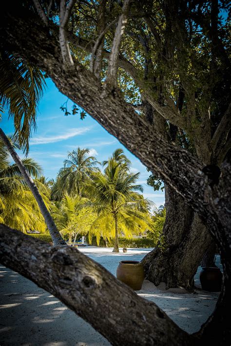 Palm Trees Tropics Trees Sand Beach Hd Phone Wallpaper Peakpx