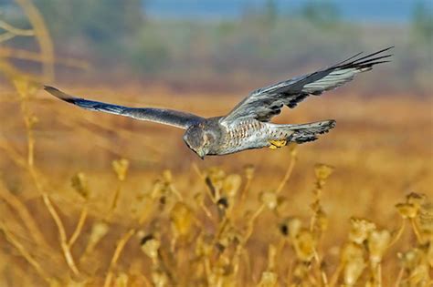 Northern Harriers The Interesting Life Of A Marsh Hawk Calrice