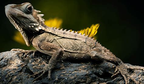 27 Facts About Lizards Aquazoopets