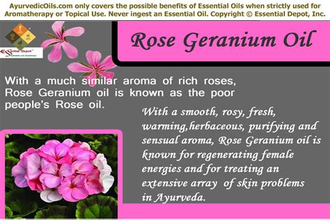 Ayurvedic Health Benefits Of Rose Geranium Oil Essential Oil