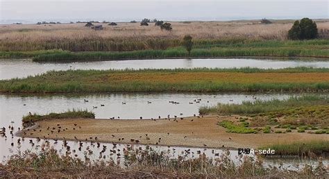 Webcam Tagus Estuary Natural Reserve Natural Phenomenon Online Live Cam