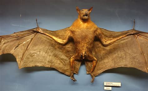 The Large Flying Fox Pteropus Vampyrus Also Known As The Greater