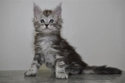 Also a farm cat, the maine coon resembles a raccoon. Available Maine Coon Kittens for Sale - Maine Coon Cats ...