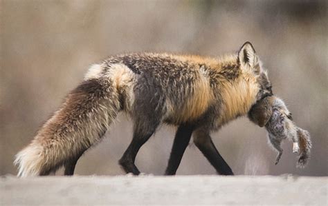 Feeding Habits Island Fox Urocyon Littoralis