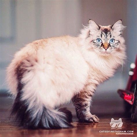 20 Best Siberian Lynx Point Images On Pinterest Kitty