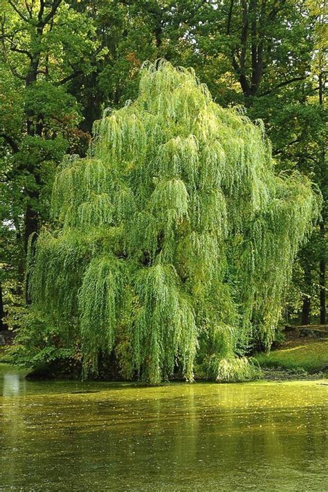 32 Best Weeping Willow Trees Images On Pinterest Forests