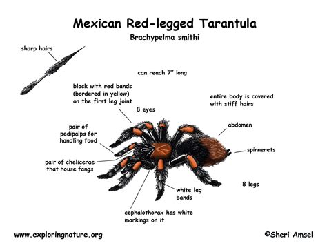 Tarantula Mexican Red Legged