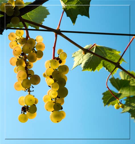 Free Images Tree Nature Branch Grape Vine Fruit Sunlight Leaf