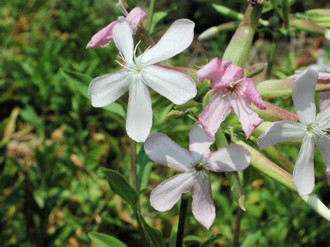 Soapwort Flowers Nature Photo Gallery