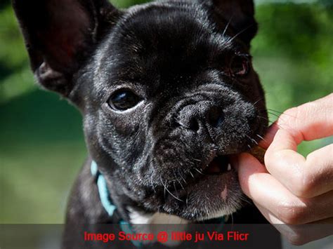 When do french bulldogs start teething? 3 Simple Ways To Keep Your French Bulldog's Teeth Clean