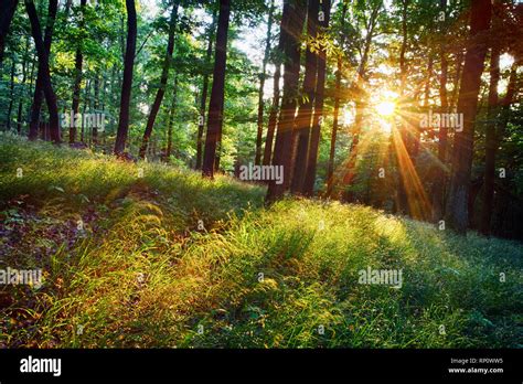 The Bright Sun Rays Shining Through Branches Of Trees Wood Landscape