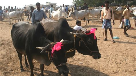 Indian Muslims Mull End To Cow Sacrifices