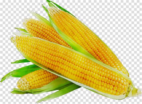 Corn Clipart Corn Grain Corn Corn Grain Transparent Free For Download