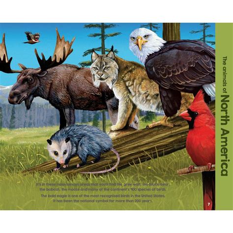 Animals Of The World By Garry Fleming Book Kmart