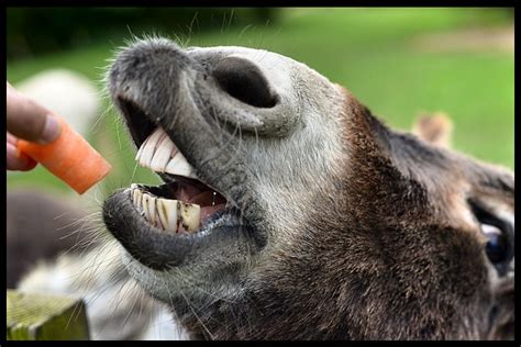 Donkey Eating Carrots At Radcliffe Donkey Sanctuary Flickr Photo