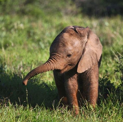 Newborn Elephant Weigh Peepsburghcom