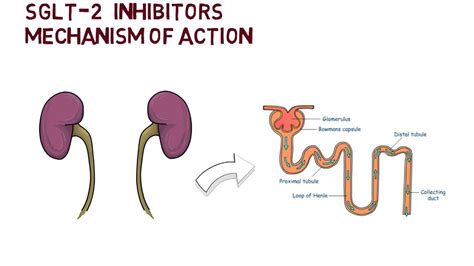 1 to 3 mg at a rate not exceeding 1 mg/min. SGLT-2 Inhibitors - Mechanism of Action - YouTube