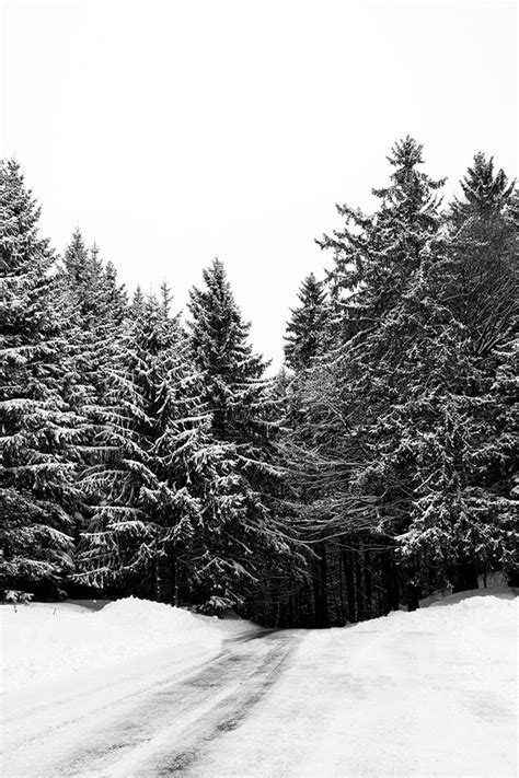 Printable Forest Art Pine Tree Forest Black And White Winter Etsy