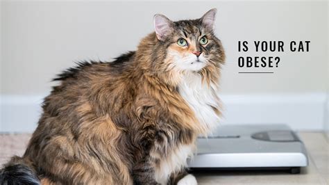 obese and overweight cats signs health risks causes and more