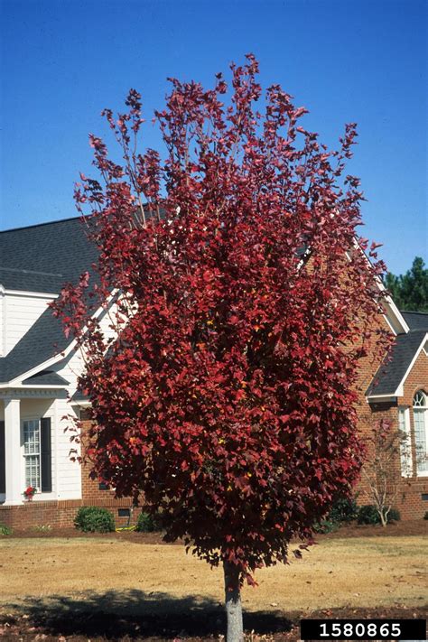 October Glory Red Maple Acer Rubrum October Glory