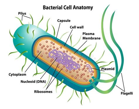 Bacterial Cell Anatomy Showing Morphology And Cell Structures Stock