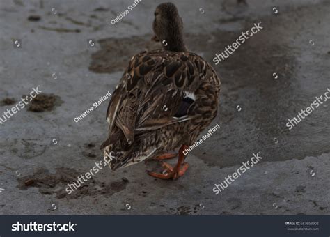 Female Mallard Duck Waddling Away Park Stock Photo 687653902 Shutterstock